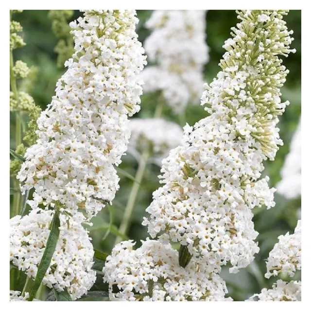 Buddleja davidii ‘White Profusion’ — katalog fotoğrafı