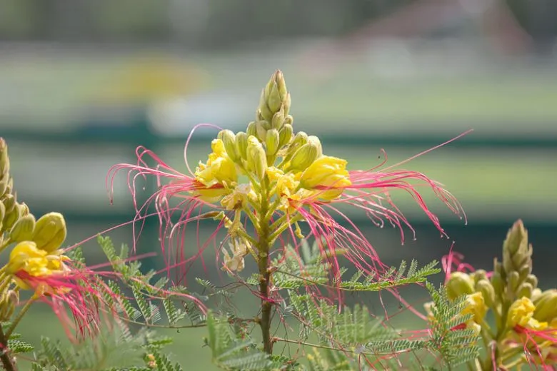 Caesalpinia gilliesii — katalog fotoğrafı