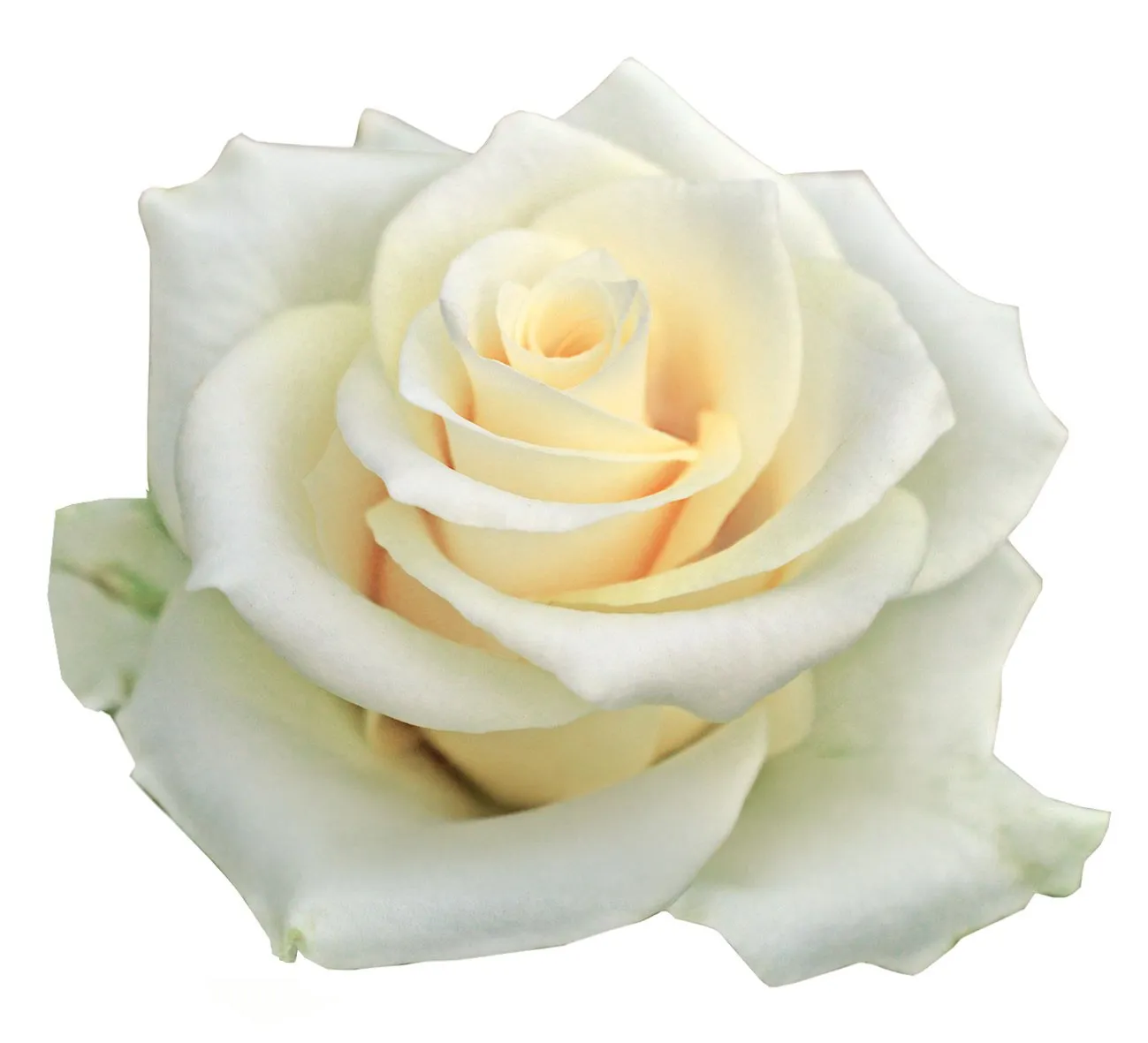 WHITE ANGEL® — katalog fotoğrafı