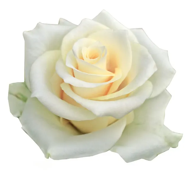 WHITE ANGEL® — katalog fotoğrafı