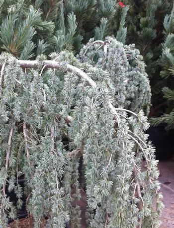Cedrus atlantica ‘Glauca Pendula’ — katalog fotoğrafı