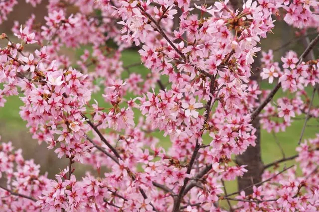 Prunus × incam ‘Okamé’ — katalog fotoğrafı