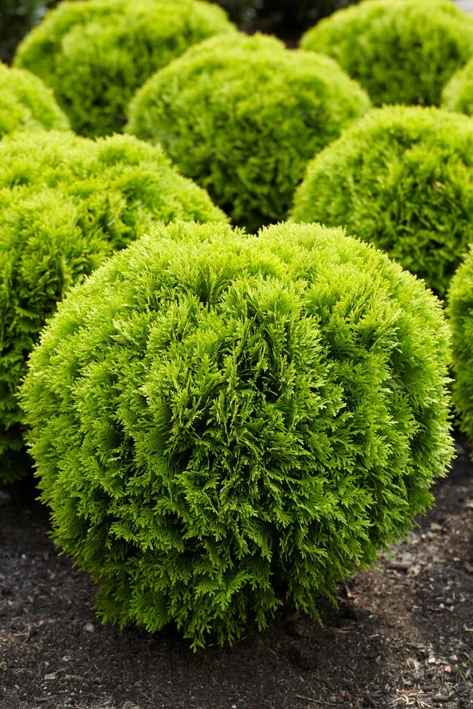 Thuja occidentalis ‘Mirjam’ — katalog fotoğrafı