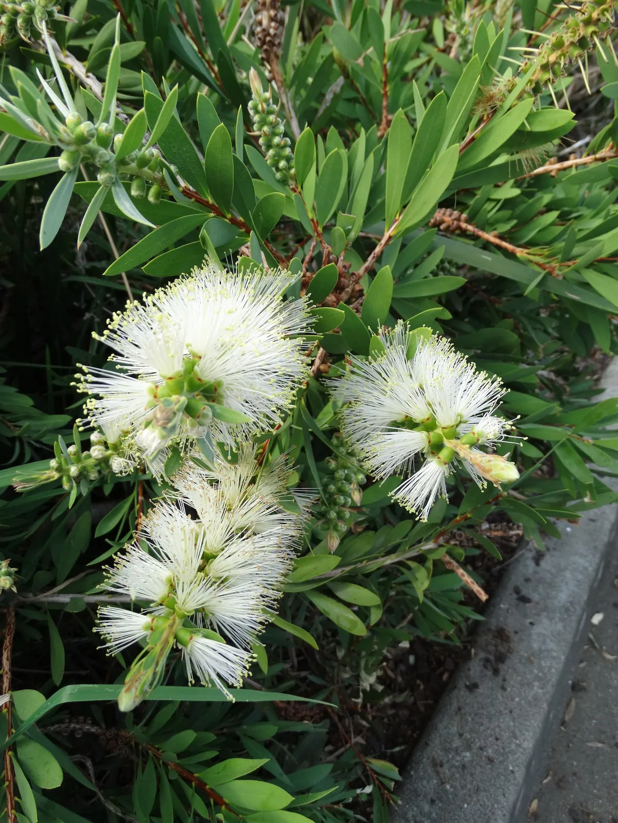 Callistemon citrinus ‘White Anzac’ — katalog fotoğrafı
