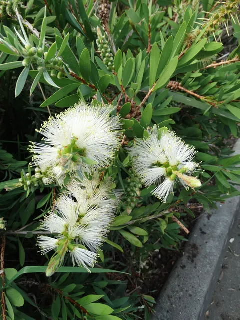 Callistemon citrinus ‘White Anzac’ — katalog fotoğrafı