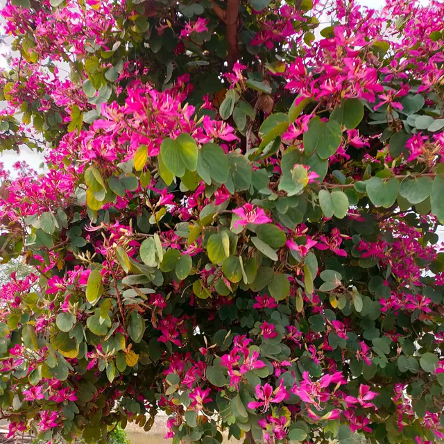 Bauhinia purpurea — katalog fotoğrafı