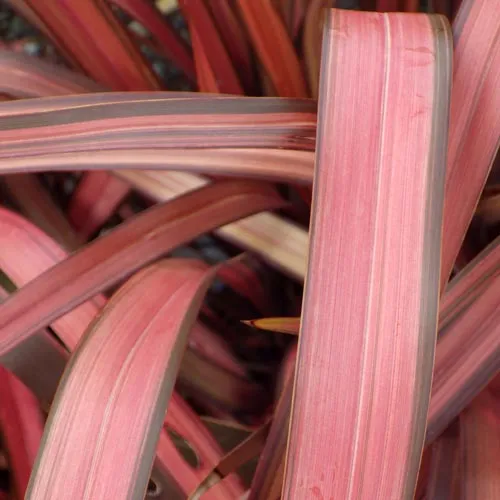 Phormium ‘Pink Panther’ — katalog fotoğrafı