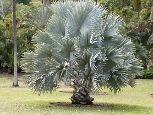 Bismarckia nobilis — katalog fotoğrafı