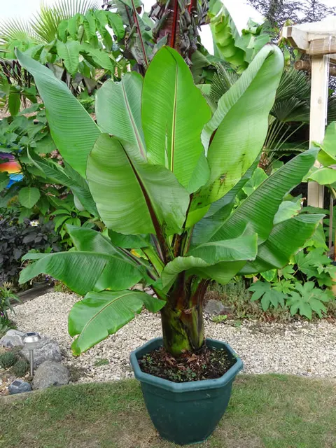 Musa ensete — katalog fotoğrafı