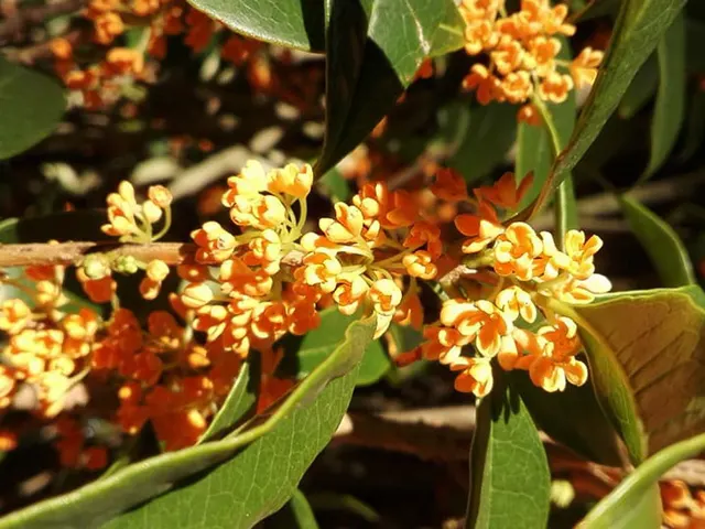 Osmanthus fragrans ‘Rubra’ — katalog fotoğrafı