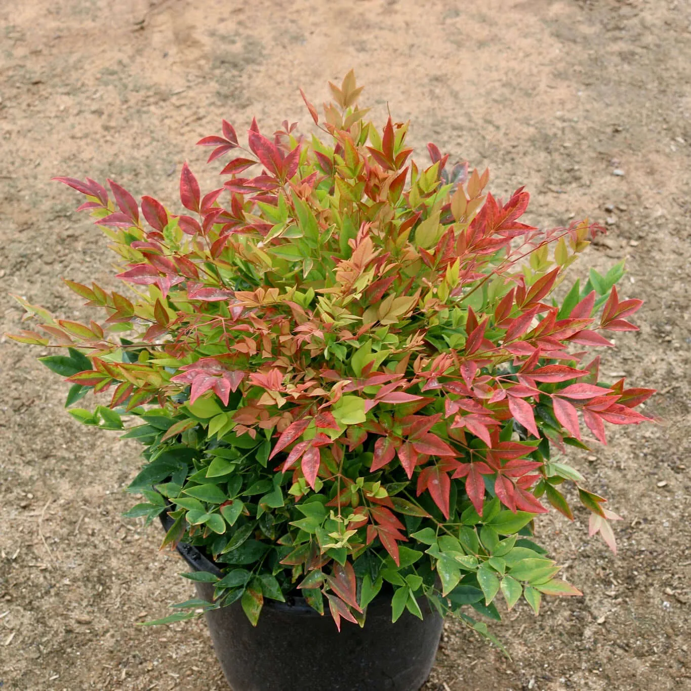 Nandina domestica ‘Gulf Stream’ — katalog fotoğrafı