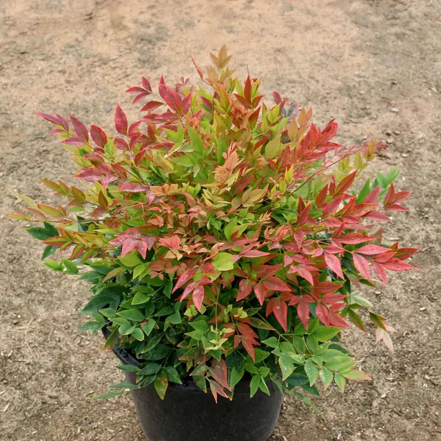 Nandina domestica ‘Gulf Stream’ — katalog fotoğrafı