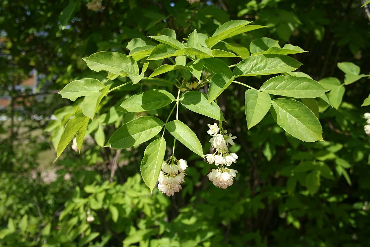 Staphylea pinnata — katalog fotoğrafı