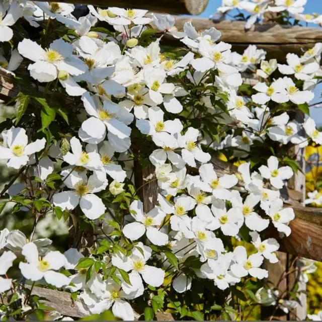 Clematis montana ‘Grandiflora’ — katalog fotoğrafı