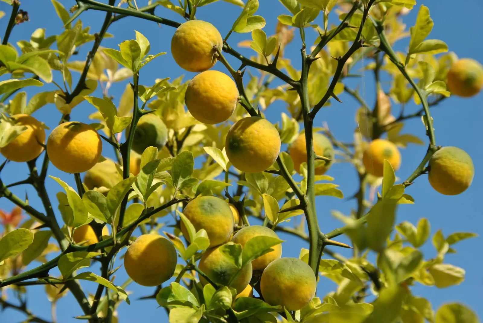 Poncirus trifoliata — katalog fotoğrafı