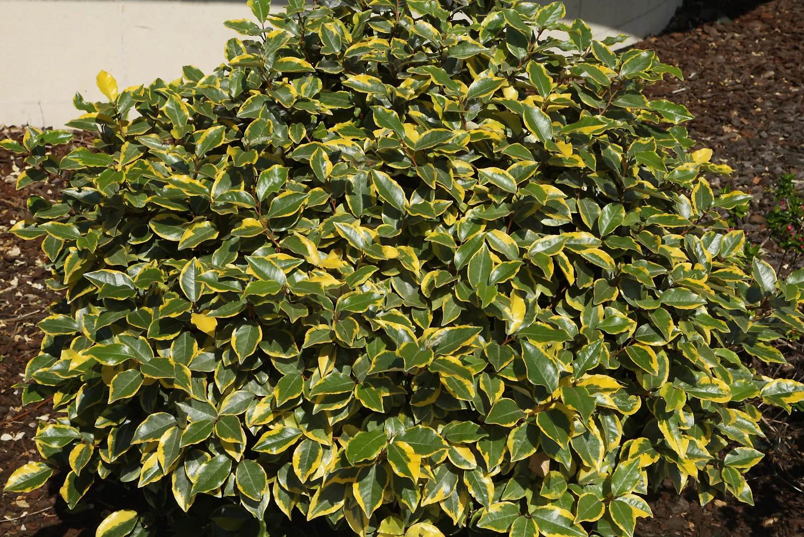 Elaeagnus × ebbingei ‘Viveleg’ — katalog fotoğrafı