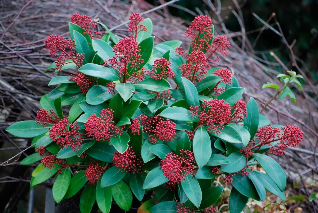 Skimmia japonica — katalog fotoğrafı