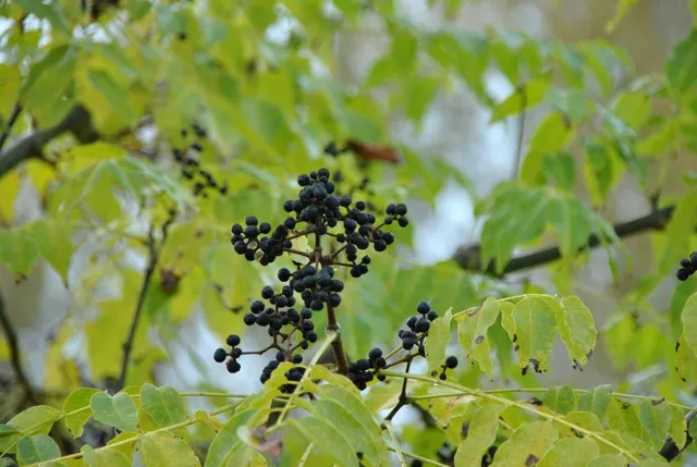 Phellodendron amurense — katalog fotoğrafı