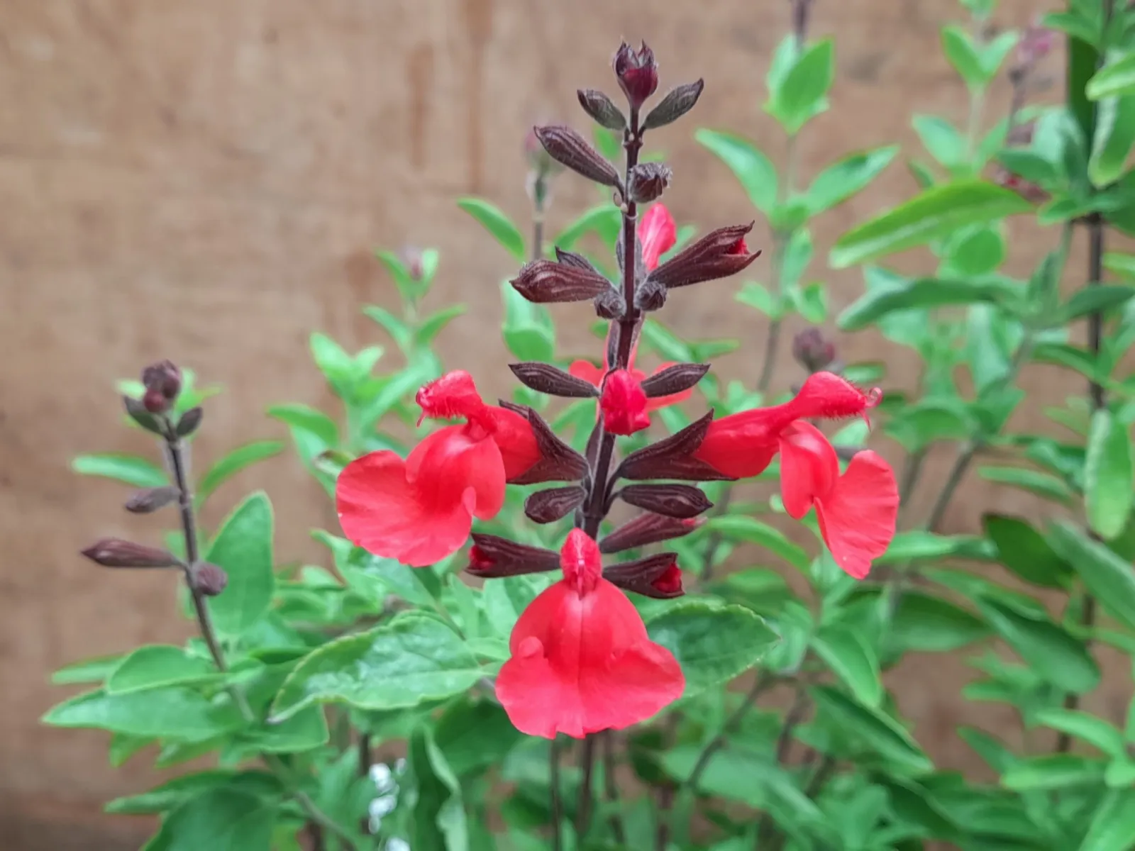 Salvia × jamensis ‘Flammenn’ — katalog fotoğrafı