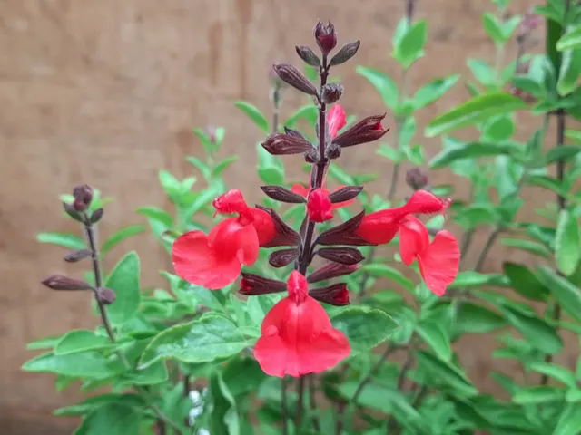 Salvia × jamensis ‘Flammenn’ — katalog fotoğrafı