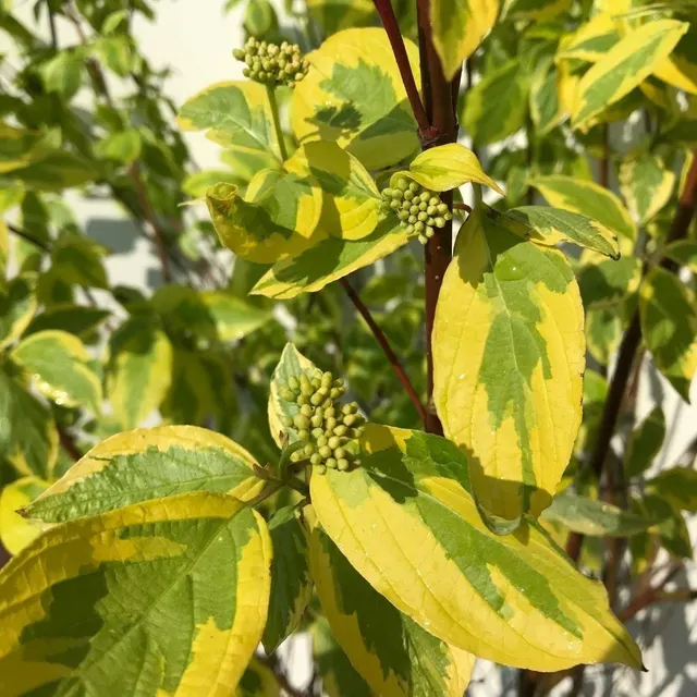 Cornus alba ‘Gouchaultii’ — katalog fotoğrafı