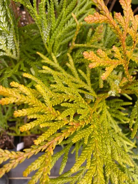 Thujopsis dolabrata ‘Aurea’ — katalog fotoğrafı