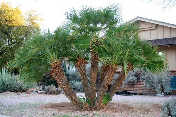 Chamaerops humilis — katalog fotoğrafı