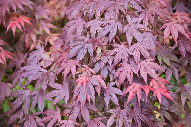 Acer palmatum ‘Shaina’ — katalog fotoğrafı