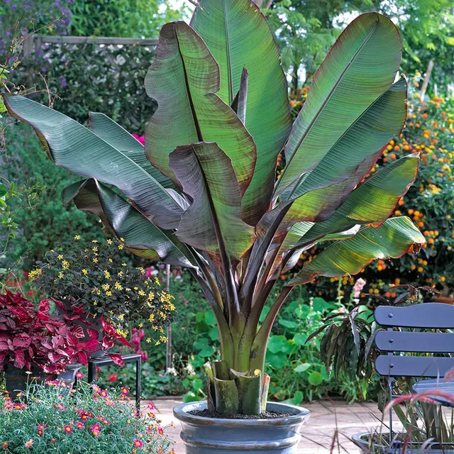 Musa ensete ‘Maurelii’ — katalog fotoğrafı