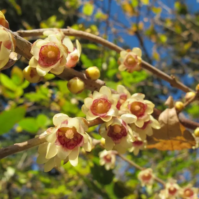 Chimonanthus praecox — katalog fotoğrafı