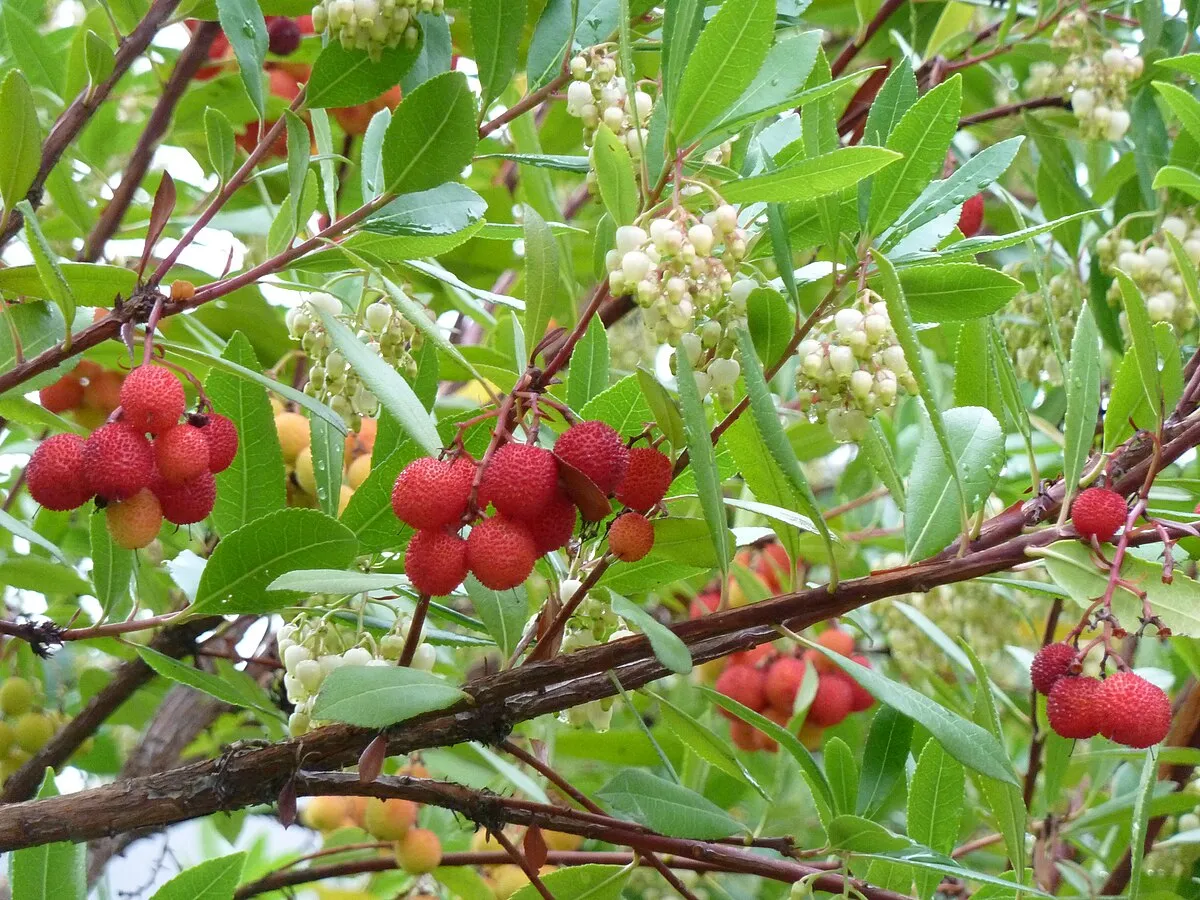 Arbutus unedo ‘Rubra’ — katalog fotoğrafı