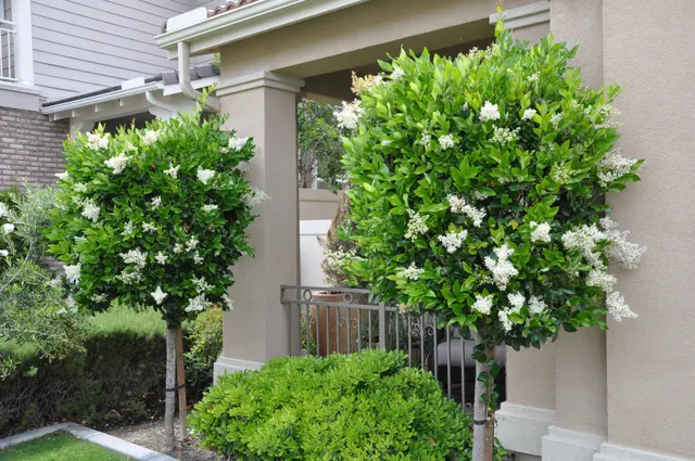 Ligustrum japonicum — katalog fotoğrafı