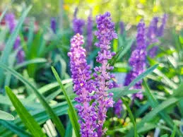 Liriope muscari ‘Royal Purple’ — katalog fotoğrafı