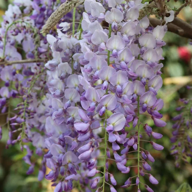 Wisteria brachybotrys ‘Golden Dragon’ — katalog fotoğrafı