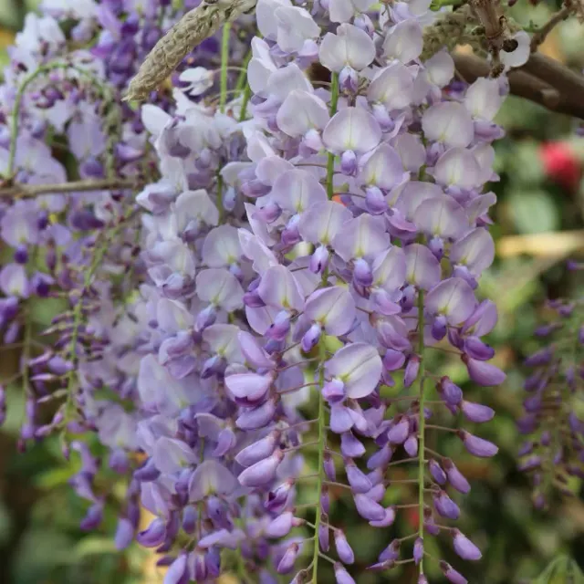 Wisteria brachybotrys ‘Golden Dragon’ — katalog fotoğrafı