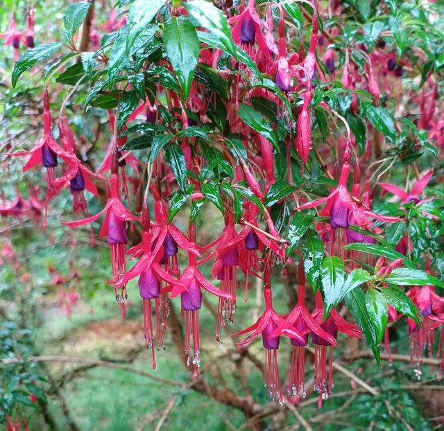 Fuchsia magellanica — katalog fotoğrafı