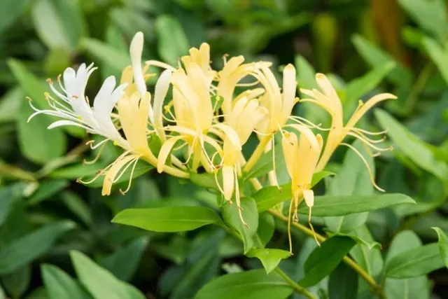 Lonicera japonica ‘Halliana’ — katalog fotoğrafı