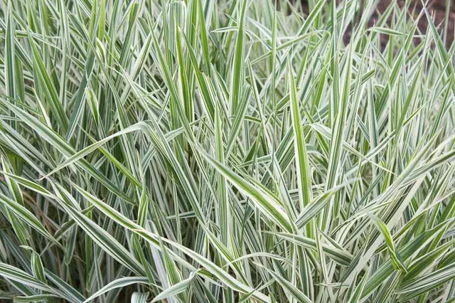 Phalaris arundinacea ‘Picta’ — katalog fotoğrafı