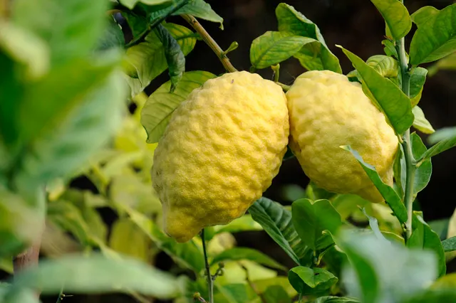 Citrus medica — katalog fotoğrafı