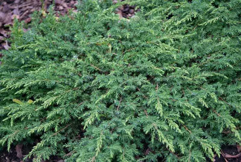 Juniperus communis ‘Green Carpet’ — katalog fotoğrafı