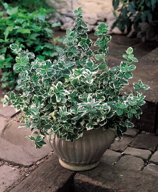 Euonymus fortunei ‘Emerald Gaiety’ — katalog fotoğrafı