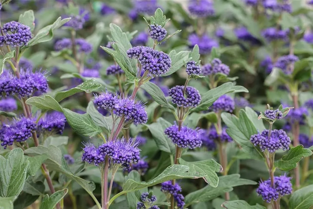 Caryopteris × clandonensis ‘Grand Bleu’ — katalog fotoğrafı