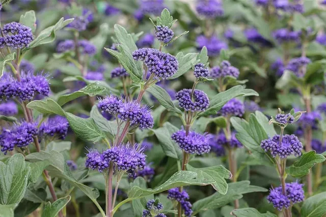 Caryopteris × clandonensis ‘Grand Bleu’ — katalog fotoğrafı