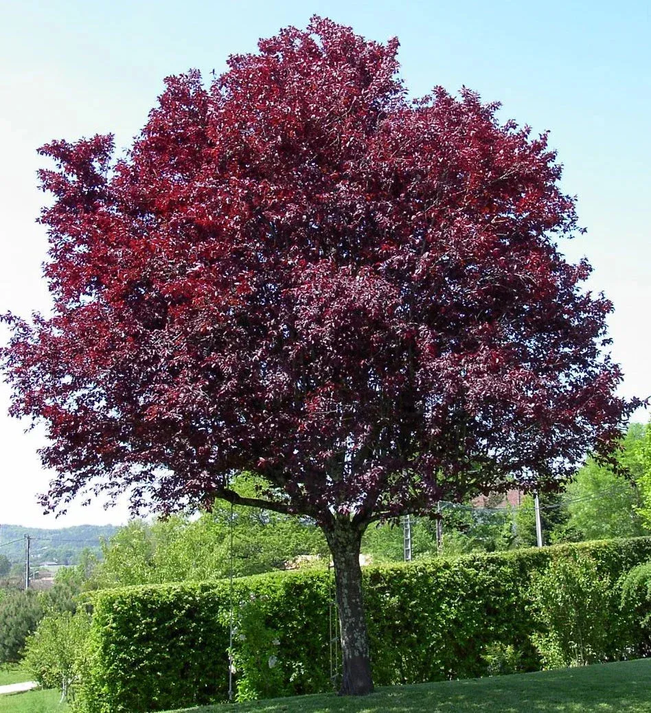 Prunus cerasifera ‘Pissardii’ — katalog fotoğrafı