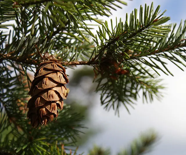 Pseudotsuga menziesii — katalog fotoğrafı