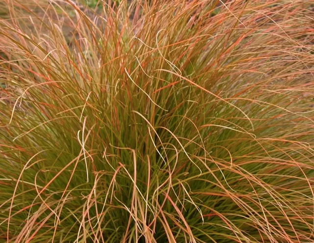 Carex testacea — katalog fotoğrafı