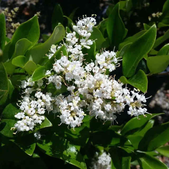Ligustrum texanum — katalog fotoğrafı