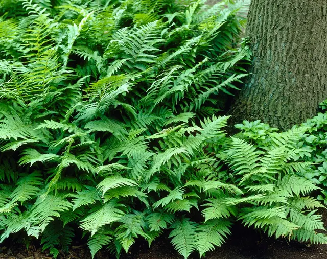 Dryopteris filix-mas — katalog fotoğrafı