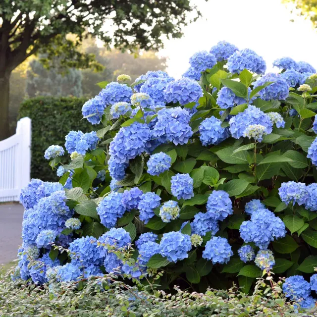 Hydrangea — katalog fotoğrafı