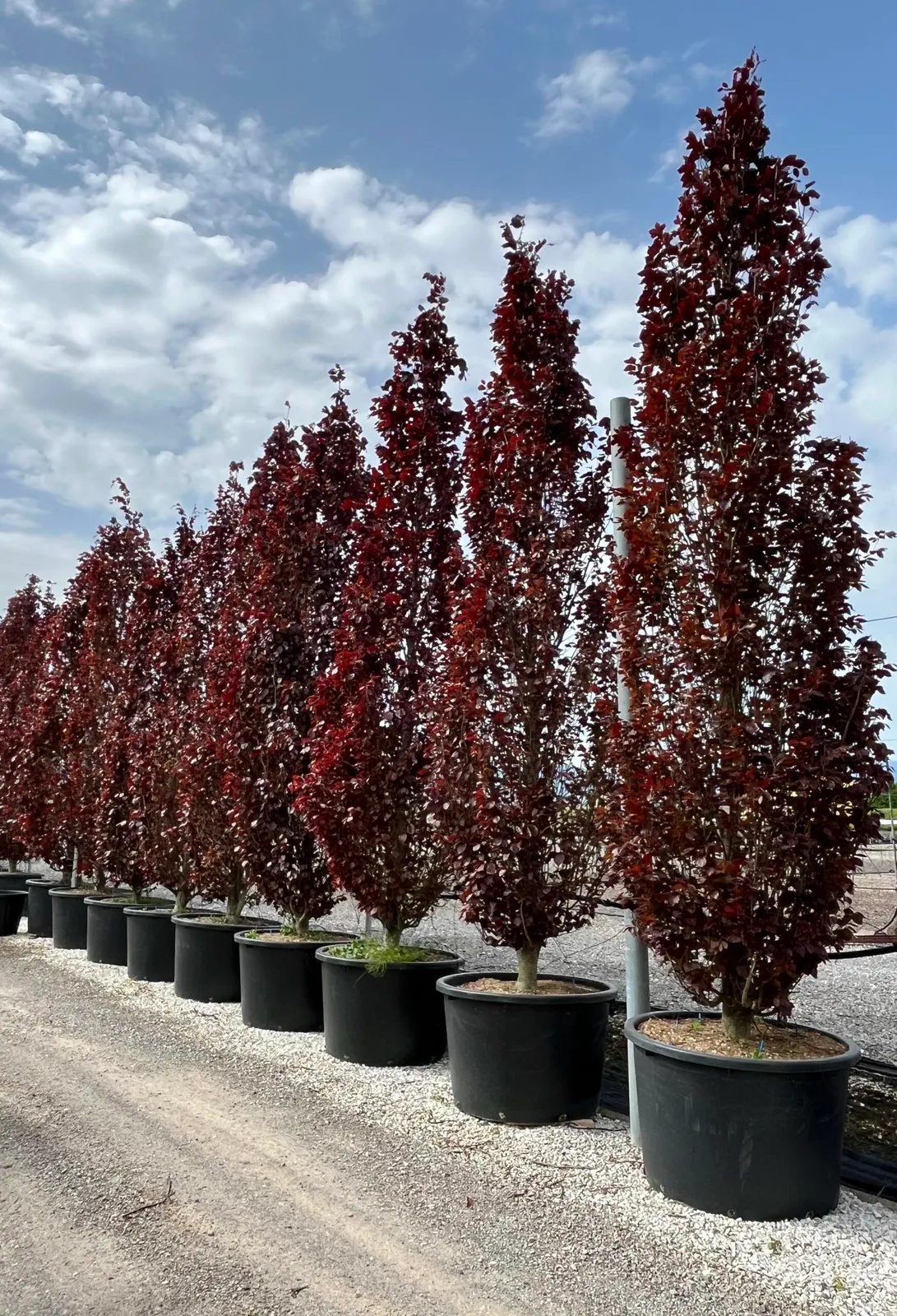 Fagus sylvatica ‘Dawyck Purple’ — katalog fotoğrafı